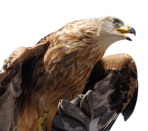 Golden Eagle Profile PNG Image