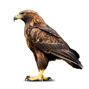 Golden Eagle Side View Png 57 PNG Image