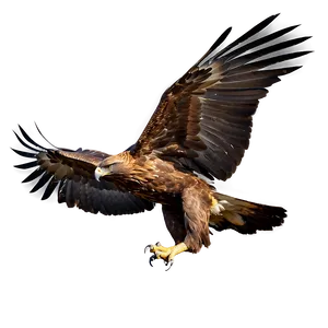 Golden Eagle Taking Off Png 14 PNG Image