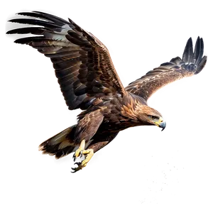 Golden Eagle Taking Off Png 40 PNG Image