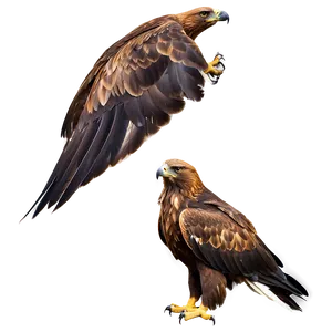 Golden Eagle With Open Beak Png 06202024 PNG Image