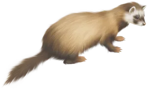 Golden Ferret Illustration PNG Image