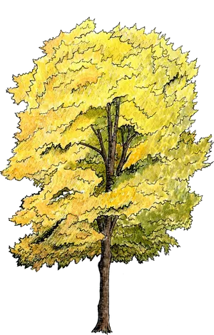 Golden Foliage Tree Illustration PNG Image