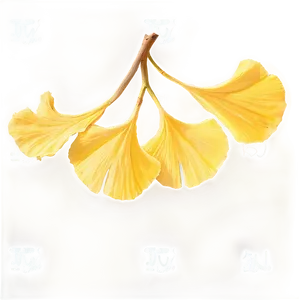 Golden Ginkgo Leaves Png 06262024 PNG Image