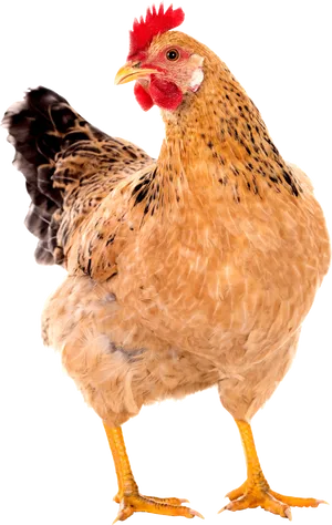 Golden Hen Isolated Background.png PNG Image