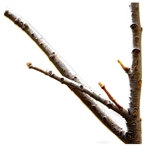 Golden Hour Twig Png 06132024 PNG Image