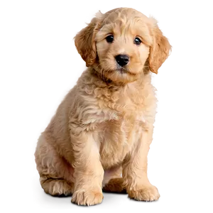 Golden Labradoodle Puppy Png Evx10 PNG Image