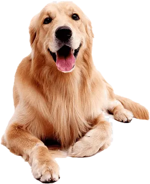 Golden Labrador Retriever Sitting Happily PNG Image