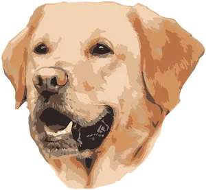 Golden Labrador Vector Portrait PNG Image