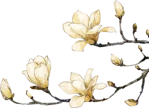 Golden Magnolia Blossoms Artwork PNG Image