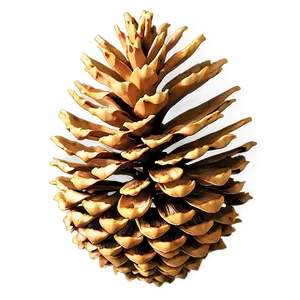 Golden Pine Cone Png Pqm PNG Image