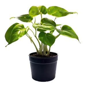 Golden Pothos Propagation Steps Png Yrd32 PNG Image