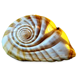 Golden Ratio Conch Shell Png 06132024 PNG Image