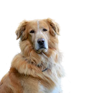 Golden Retriever Portrait PNG Image