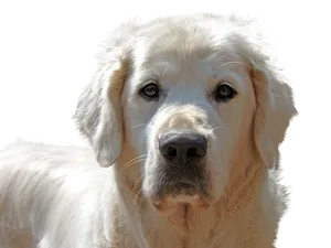 Golden Retriever Portrait PNG Image