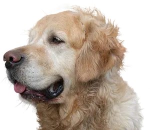 Golden Retriever Profile Portrait PNG Image