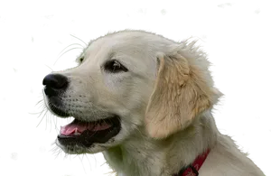 Golden Retriever Profile Portrait PNG Image