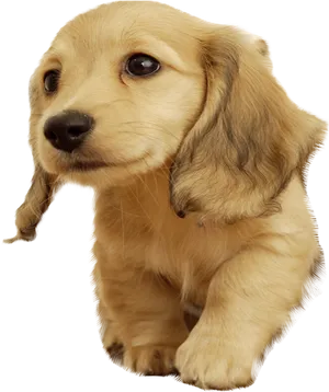 Golden Retriever Puppy Cute Pose PNG Image