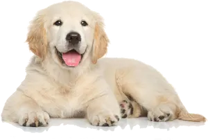 Golden Retriever Puppy Lying Down.png PNG Image