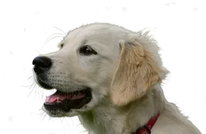 Golden Retriever Puppy Portrait PNG Image