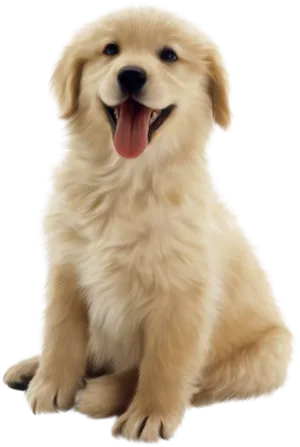 Golden Retriever Puppy Smiling PNG Image