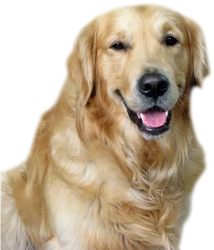 Golden Retriever Smiling Portrait PNG Image