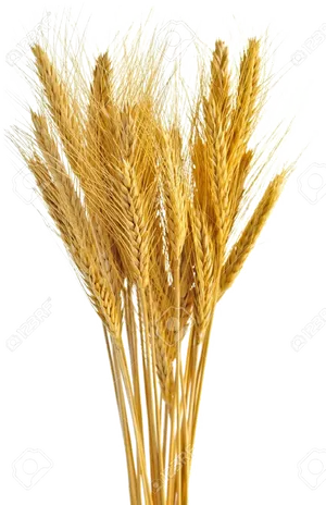 Golden Wheat Bundle PNG Image