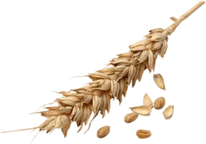 Golden Wheat Earand Grains.png PNG Image