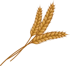 Golden Wheat Ears Illustration PNG Image