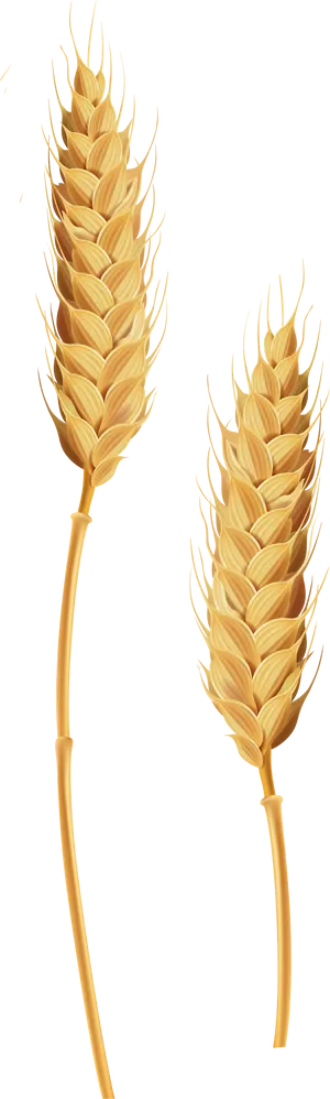 Golden Wheat Ears Illustration PNG Image