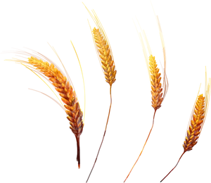 Golden Wheat Ears Isolated PNG Image