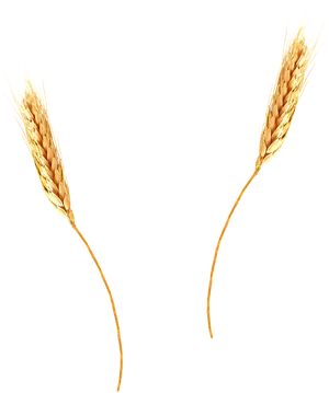 Golden Wheat Ears Isolated PNG Image