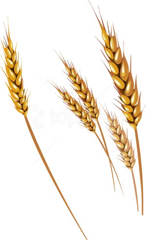 Golden Wheat Ears Vector Illustration PNG Image