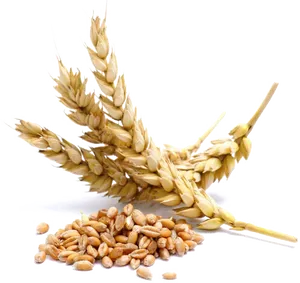 Golden Wheat Earsand Grains.png PNG Image