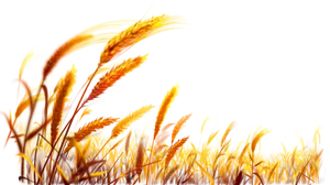 Golden Wheat Field Backdrop PNG Image