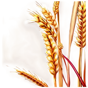 Golden Wheat Field Png Xcy30 PNG Image