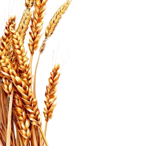 Golden Wheat Field Png Yce PNG Image