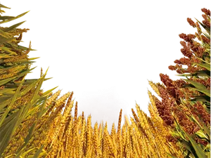 Golden Wheat Field Sky View PNG Image