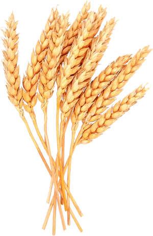 Golden Wheat Sheaves PNG Image