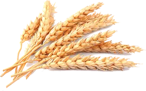 Golden Wheat Stalks PNG Image