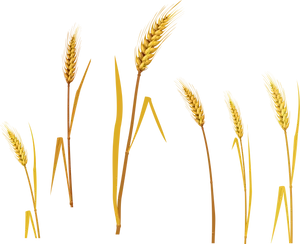 Golden Wheat Stalks Collection PNG Image