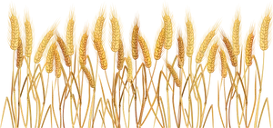 Golden Wheat Stalks Field PNG Image