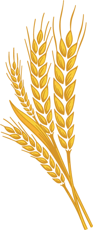 Golden Wheat Stalks Illustration PNG Image