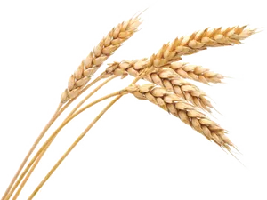 Golden Wheat Stalks PNG Image