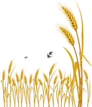 Golden Wheat Vector Illustration PNG Image