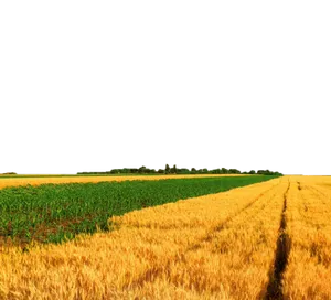 Golden Wheatand Green Meadow Divide PNG
