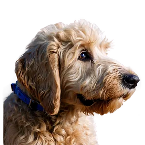 Goldendoodle Closeup Png 69 PNG Image