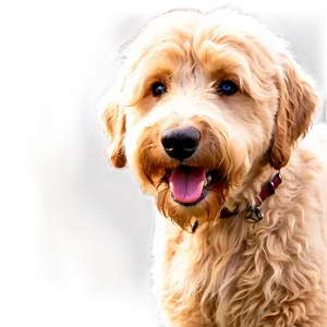 Goldendoodle In Action Png 2 PNG Image