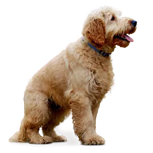 Goldendoodle In Action Png 71 PNG Image