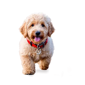 Goldendoodle In Snow Png 39 PNG Image